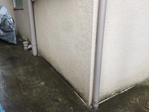 植物（苔・藻）か、カビかを判断しよう