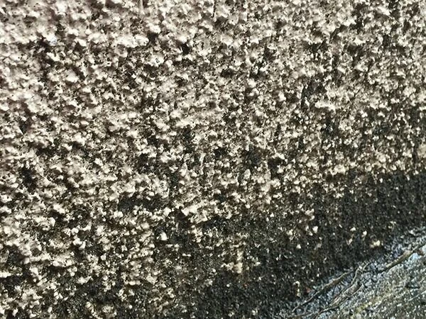 植物（苔・藻）か、カビかを判断しよう