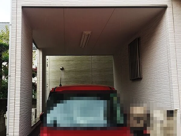 植物（苔・藻）か、カビかを判断しよう